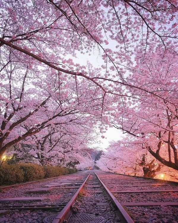 GIAPPONE